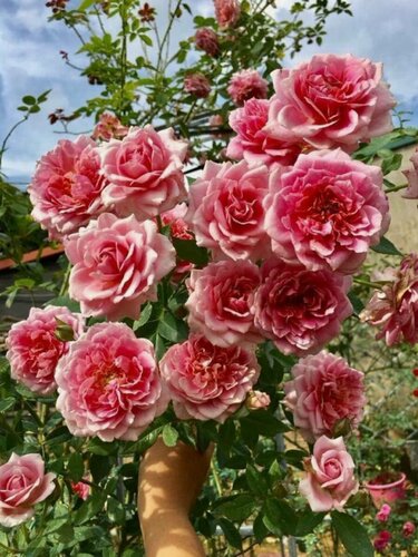 Изображение товара Роза плетистая Французское платье, 1 шт, многолетняя, цвет розовый