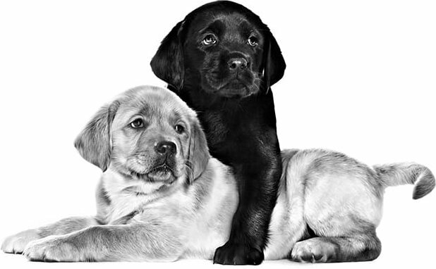 ROYAL CANIN LABRADOR RETRIEVER PUPPY для щенков лабрадор ретривер (12 кг) - фотография № 14