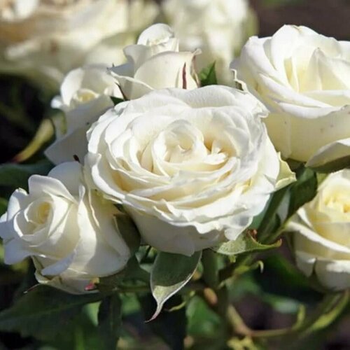 Роза спрей Вайт Лидия / саженец розы роза штамбовая лидия 1 саженец szkolka roslin a m польша