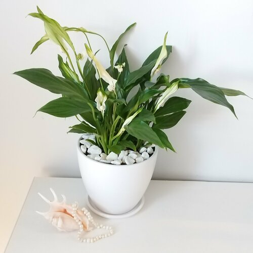 Спатифиллум 2650₽