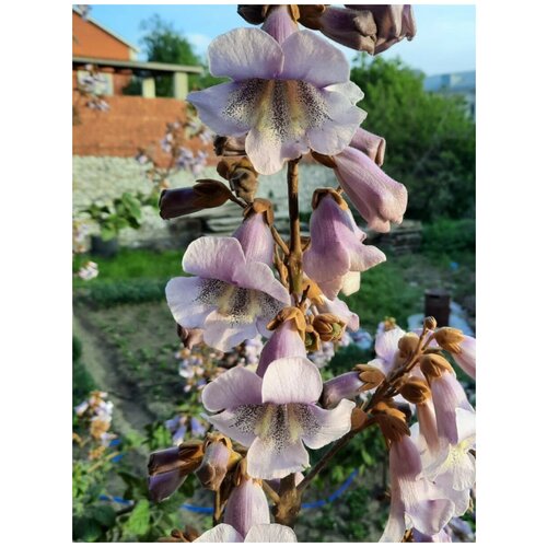Семена Павловния Шан Тонг морозостойкая (Paulownia Shan Tong), 450 штук