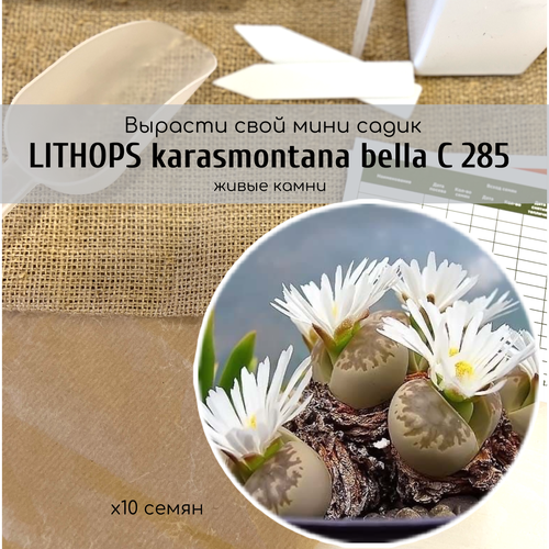 Семена Литопса Lithops karasmontana bella ( живые камни, суккуленты ) Окраска листьев коричневато-желтая. Цветки белые суккулент lithops mix литопсы живые камни семена 20 штук смесь видов