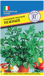 Сельдерей листовой Нежный. Среднеспелый сорт. Розетка высотой и шириной до 40 см. После первой срезки идет активное нарастание новых листьев