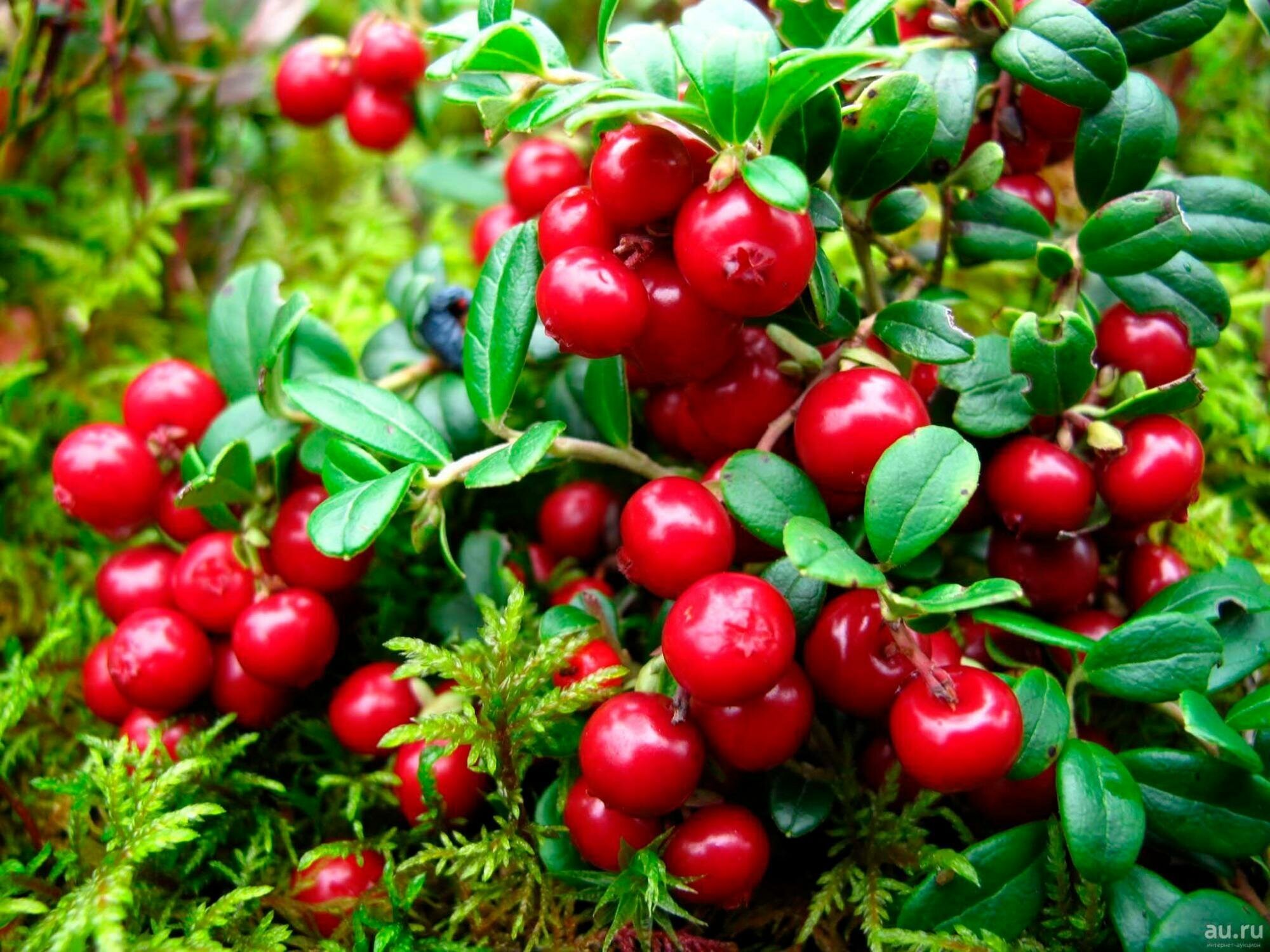 Плодосборник(комбайн) с металлическими зубчиками Berry picker Basic