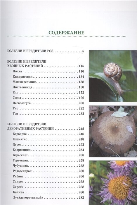 Болезни и вредители роз, хвойных и других декоративных растений. Атлас-определитель - фото №6