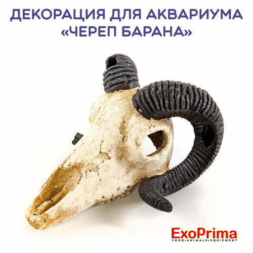 Декорация для аквариума EXOPRIMA "Череп барана", 19.5х17х12см
