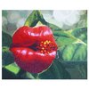 Color Kit Набор алмазной вышивки-раскраска Цветочный поцелуй (RA003) 50х40 см - изображение