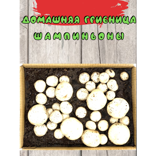 Домашняя грибница шампиньон набор для выращивания