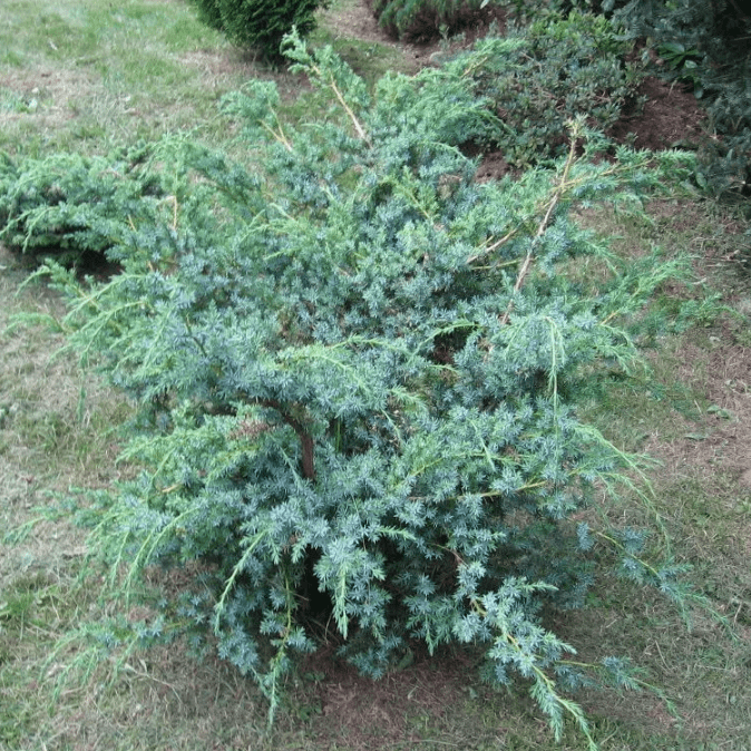 Можжевельник китайский Блю Альпс (1 саженец в горшке 15-20 см). Belgium Plants Van. (Бельгия)