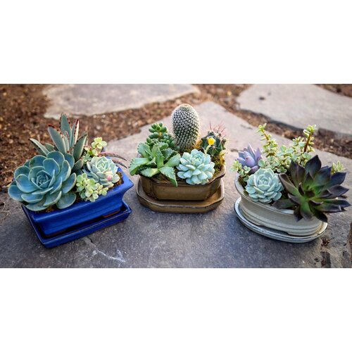 Мини-садик с суккулентами King Florik