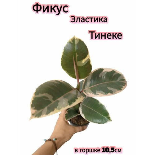 Фикус Эластика Тинеке 1340₽