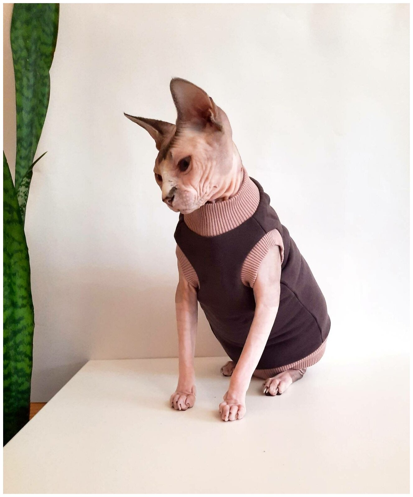 Свитшот для кошек, размер 35 (длина спины 35см), цвет шоколад+беж / толстовка свитшот свитер для кошек сфинкс / одежда для животных - фотография № 6