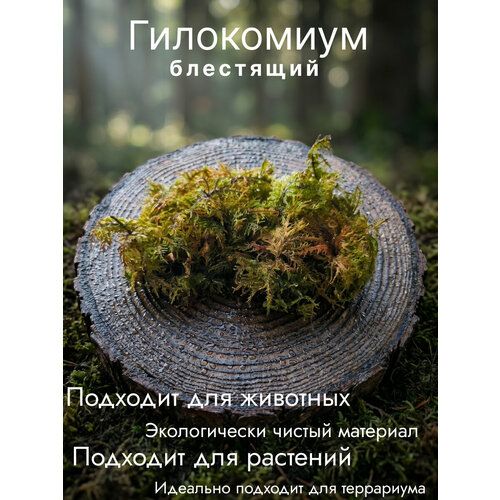 фото Мох гилокомиум блестящий, свежий лесной для растений