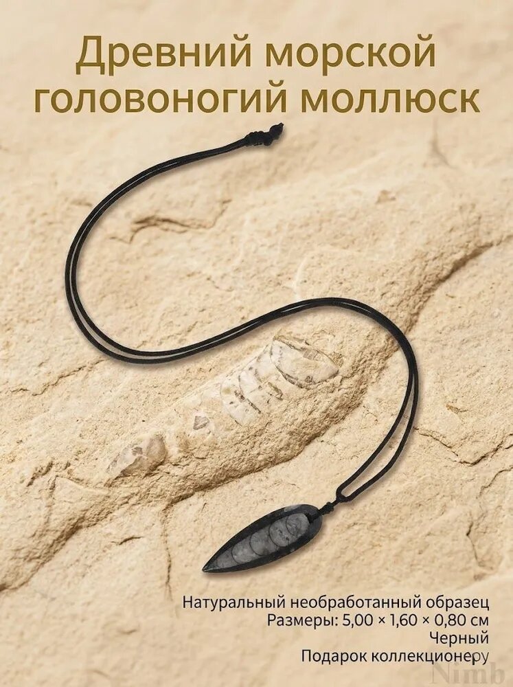 Большой кулон из черного ископаемого ортоцераса из натурального камня для декора и ношения
