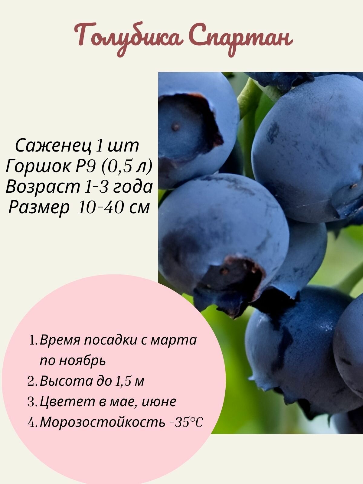 Голубика Спартан 1 шт саженец в горшке Р9