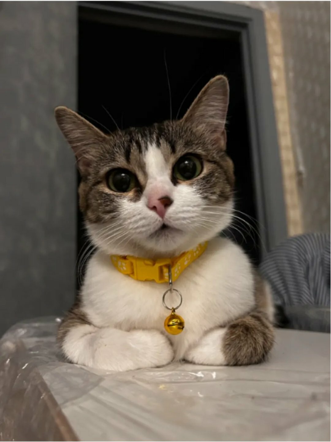 Ошейники с колокольчиками, для кошек и щенков, Светящийся ошейник для кошек и собак маленьких пород