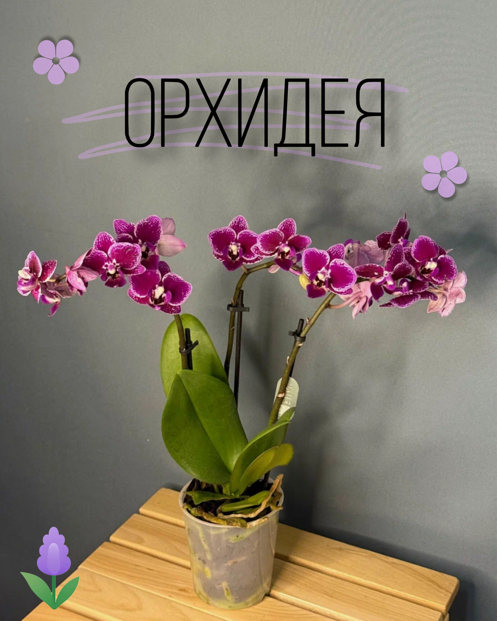 Орхидея Фаленопсис Мини 2 цветоноса (Phalaenopsis) — яркое и компактное украшение интерьера . Фото может отличаться от оригинала