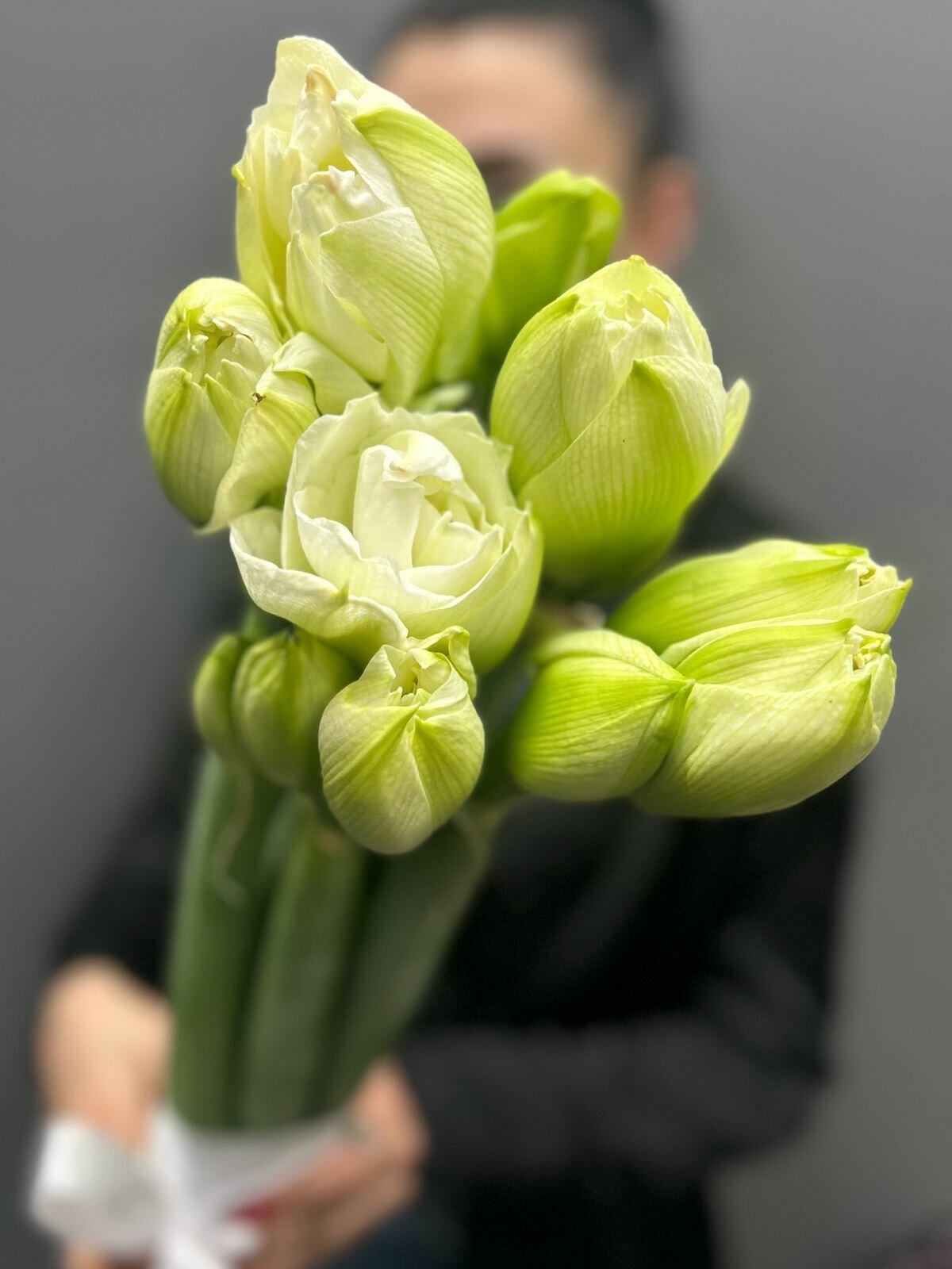 Букет из белых амариллисов под ленту (5 штук)