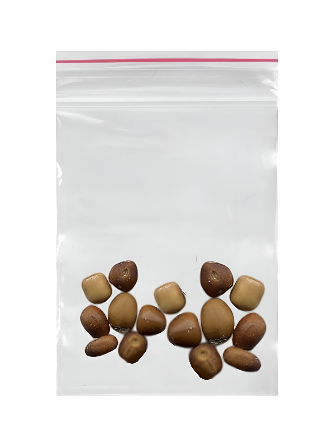 Семена Софора Давида (Sophora davidii), 15 штук, (виколистная) — фото 1