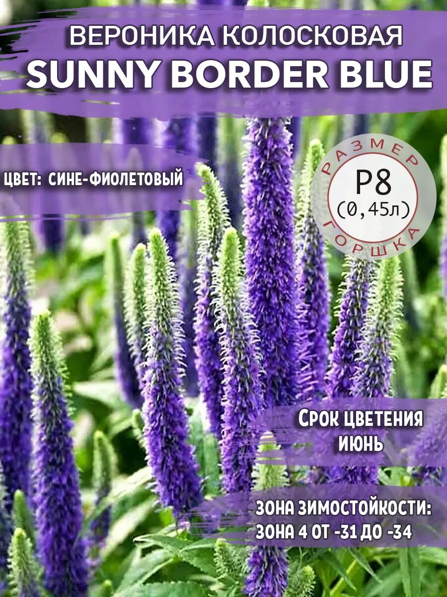 Вероника колосковая Sunny Border Blue