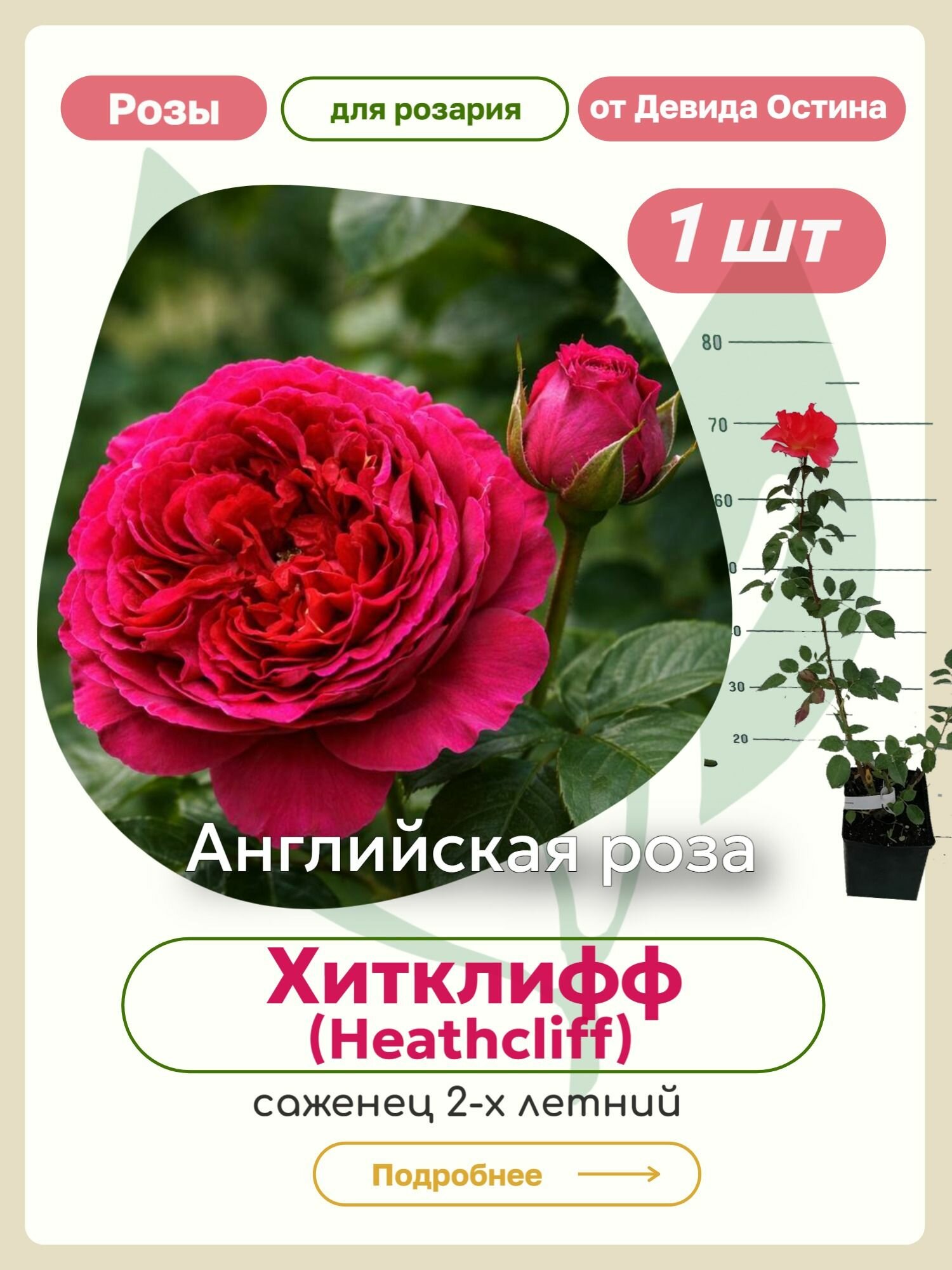 Саженцы роз Хитклиф (Heathcliff)