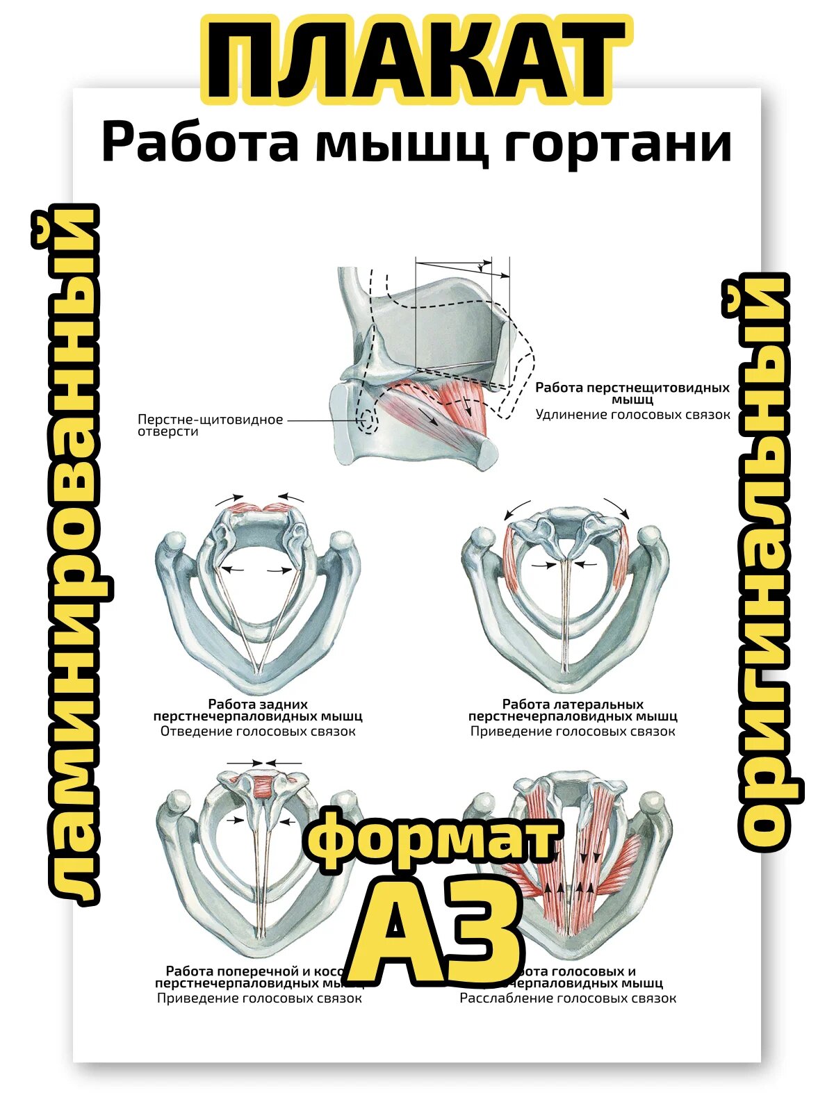 Плакат Квинг "Работа мышц гортани, голосообразование", ламинированный, А3, для изучения анатомии и физиологии человека