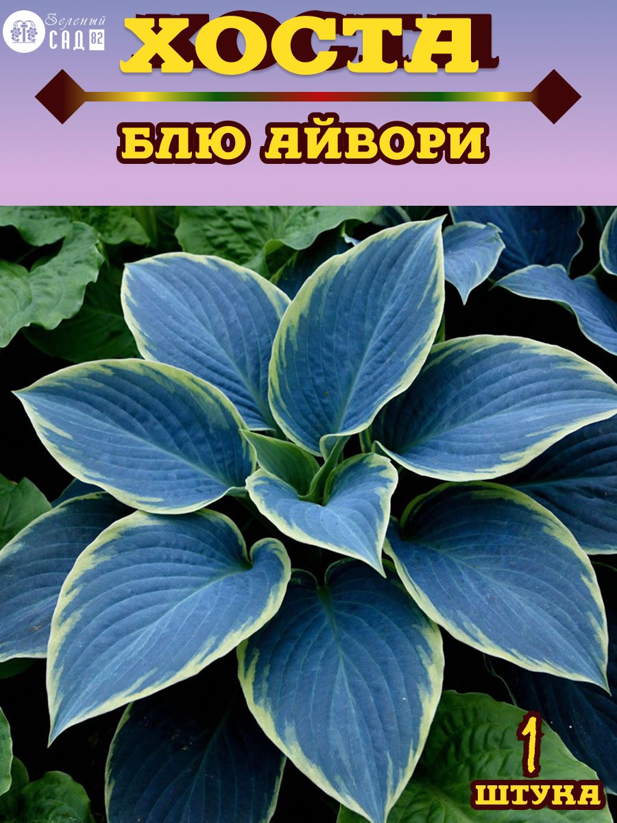 Хоста Блю Айвори, 1штука