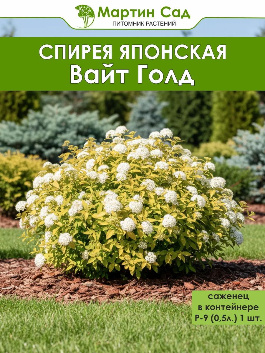 Спирея японская Вайт Голд Р-9