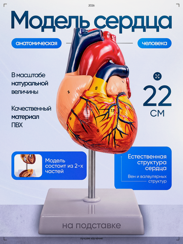 Изображение товара Анатомическая модель сердца человека Bone NumbX1 пронумерованная