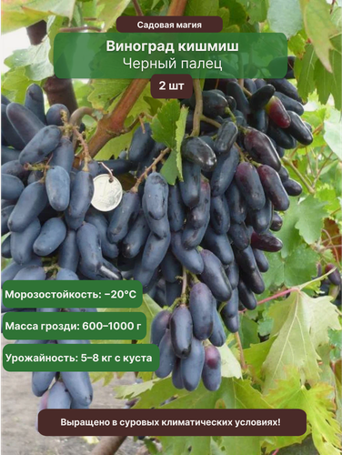 Изображение товара Виноград кишмиш Черный Палец (2 шт) / бессемянный, морозостойкий сорт