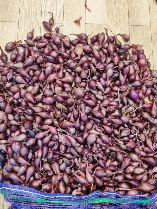 Лук севок Кармен 1кг