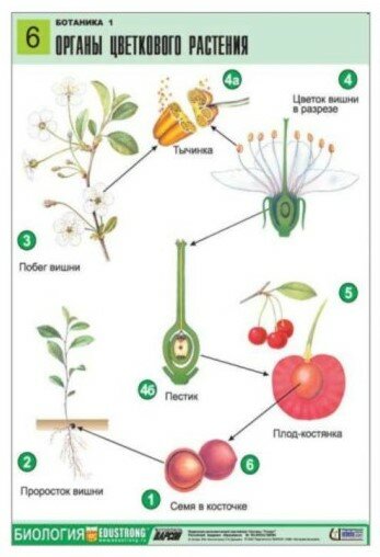 Комплект двухсторонних таблиц "Ботаника 1" (12 шт, А1, лам.) — фото 1