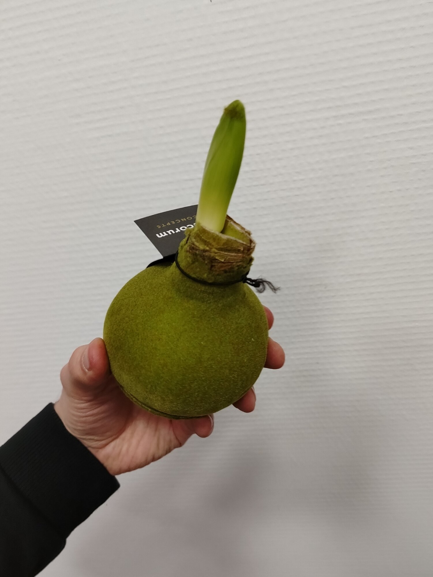 Луковица амариллиса