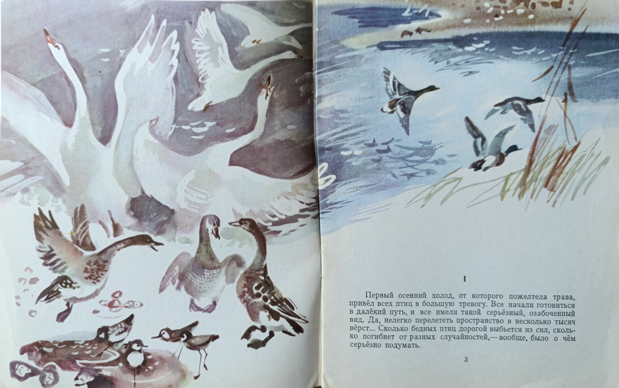 Серая шейка. Сказка. 1975 год — фото 1