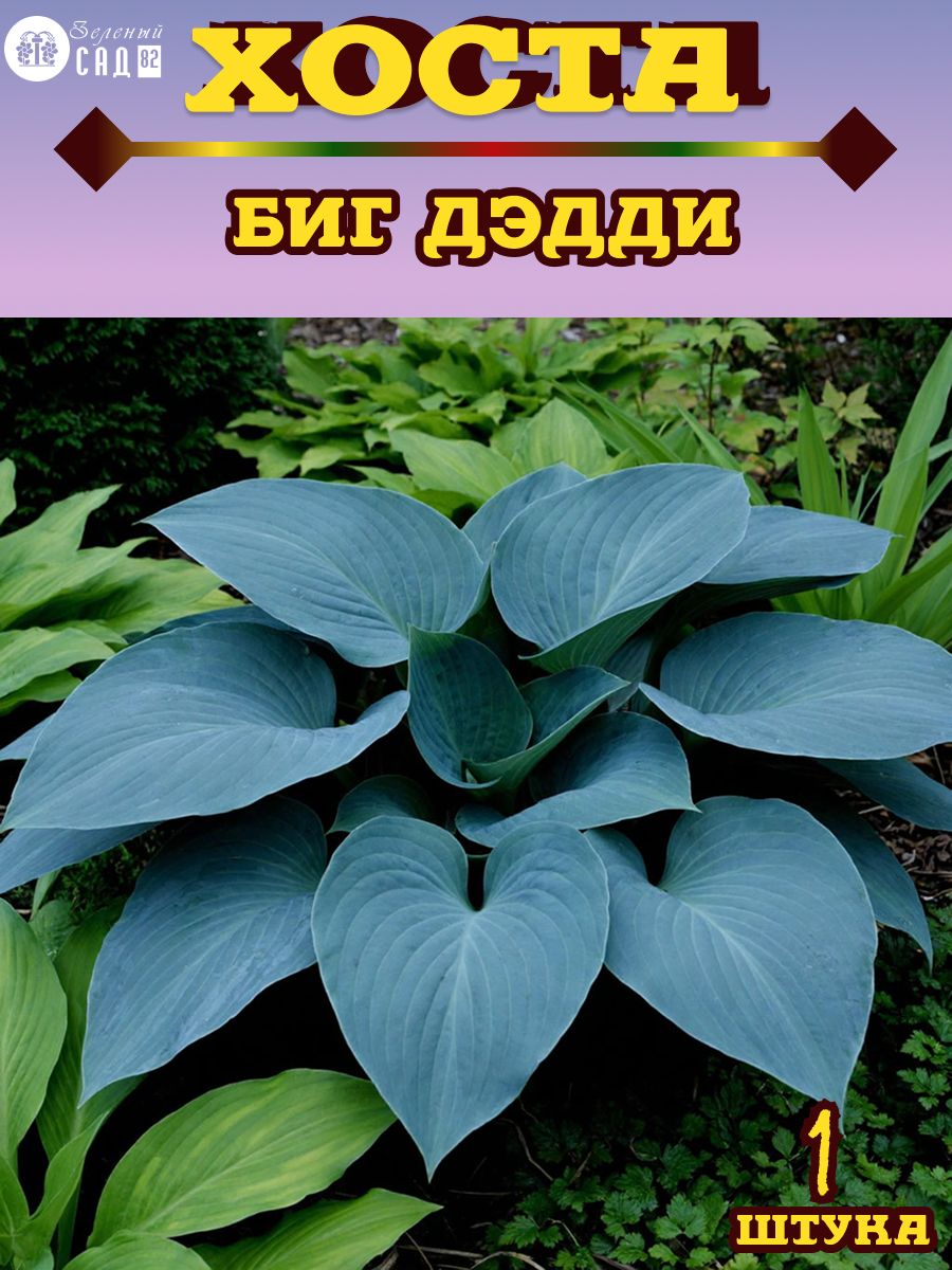 Хоста Биг Дэдди , 1 штука