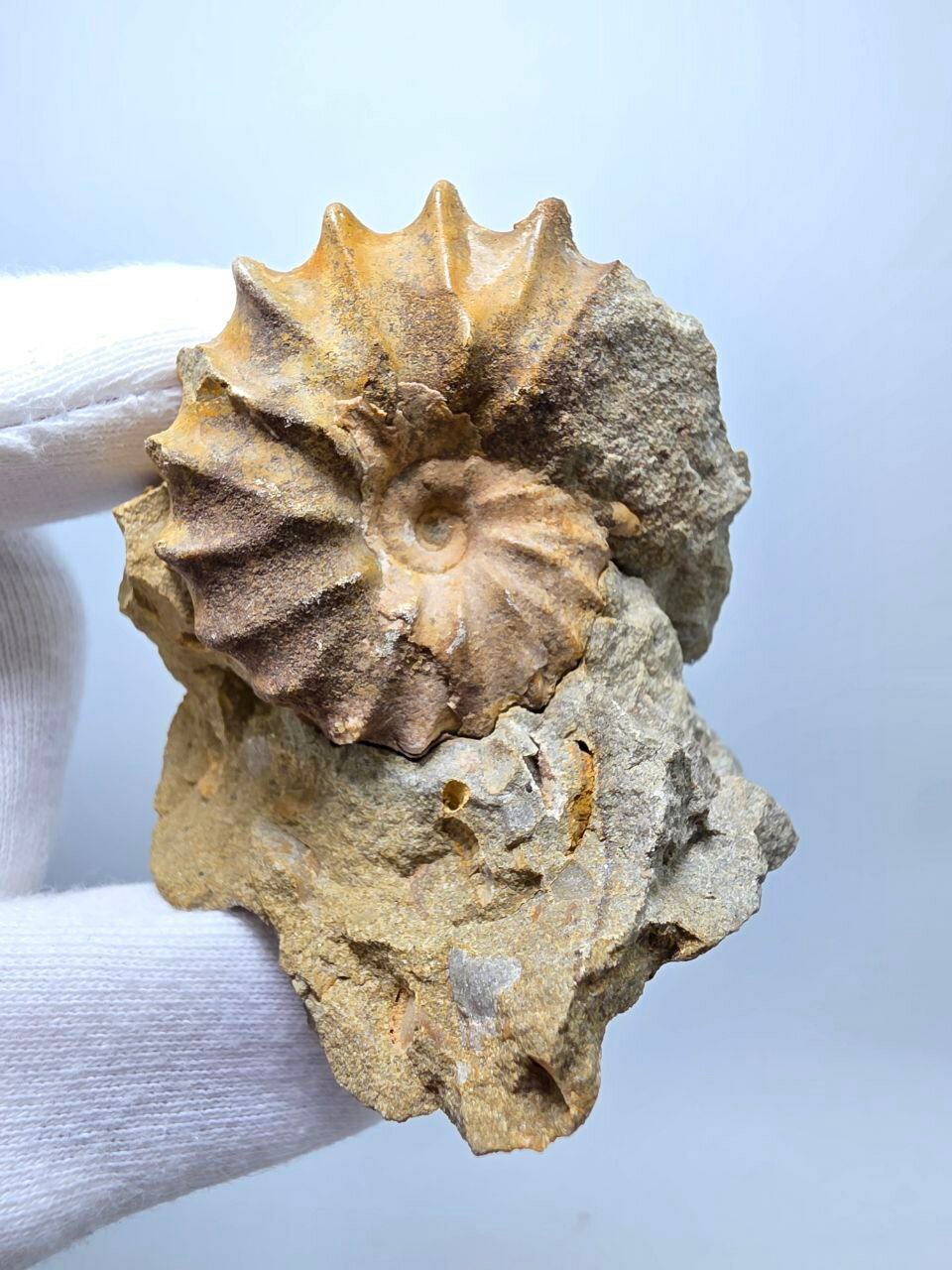 Аммонит 57 мм, 106 г. — фото 1