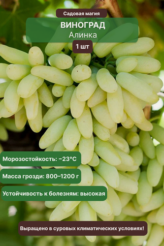 Изображение товара Виноград Алинка / 1 шт, раннеспелый, крупноплодный, морозстойкий