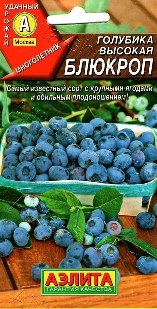 Голубика высокая Блюкроп ( 3 упаковки ), семена