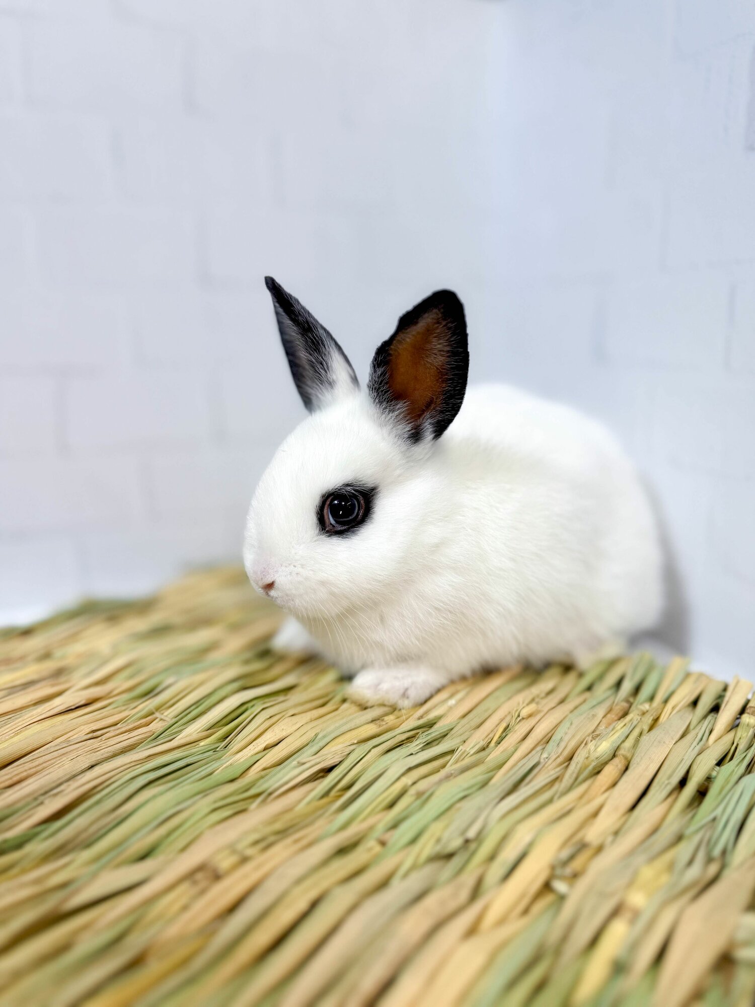 Травяной коврик (подстилка)