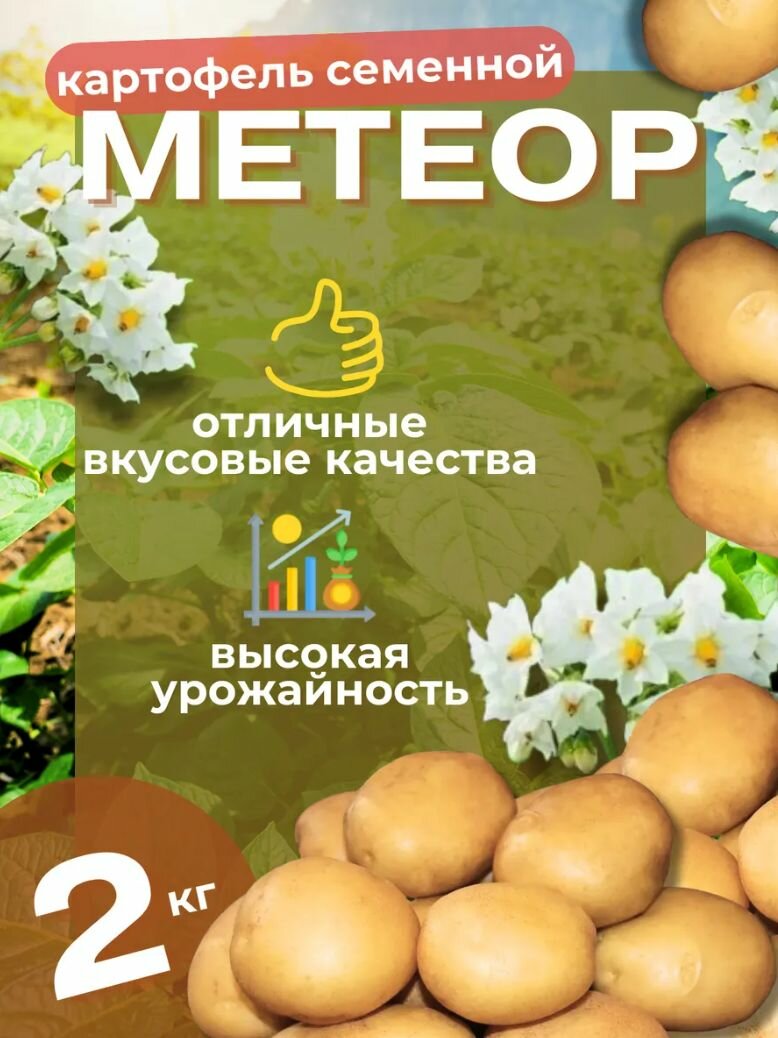 Картофель семенной Метеор 2 кг