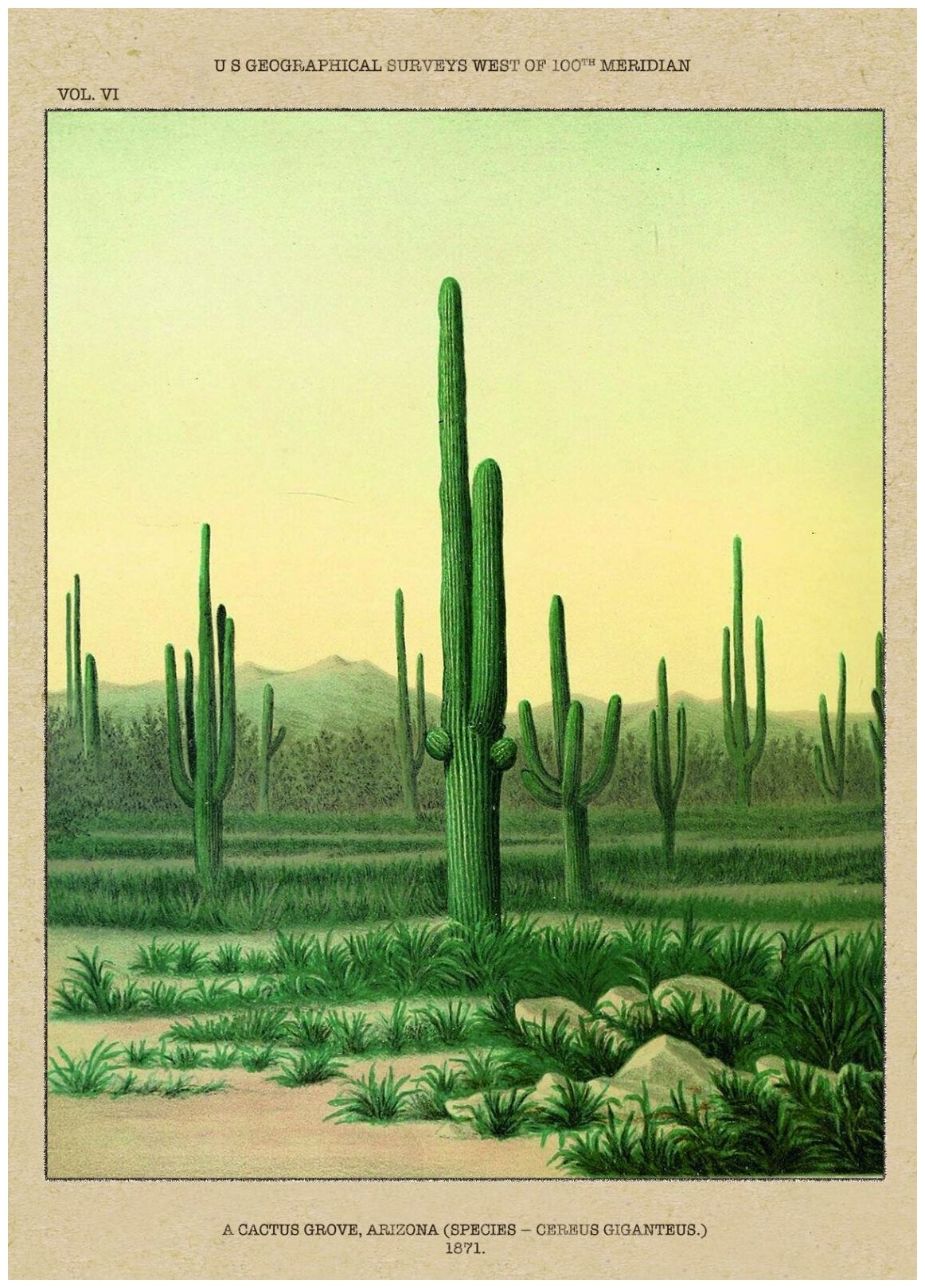 Постер / Плакат / Картина на холсте Кактусы в Аризоне