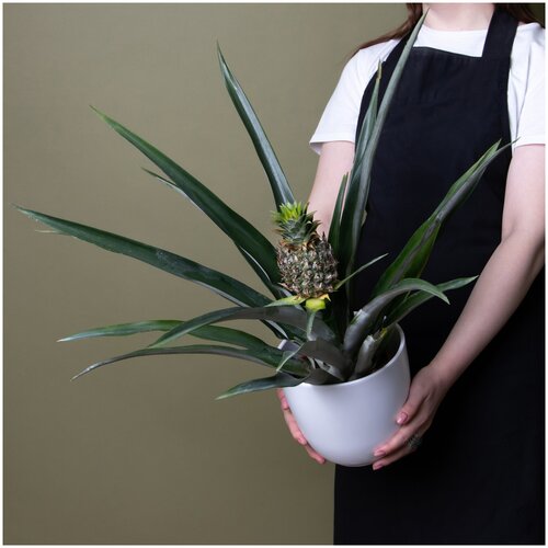 Ананас Чампака (D-14, Н-50)