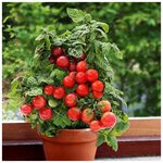 Томат Гном, скороспелый низкорослый сорт, подходит для выращивания на подоконнике и балконе, дружно плодоносит, 35 семян - изображение