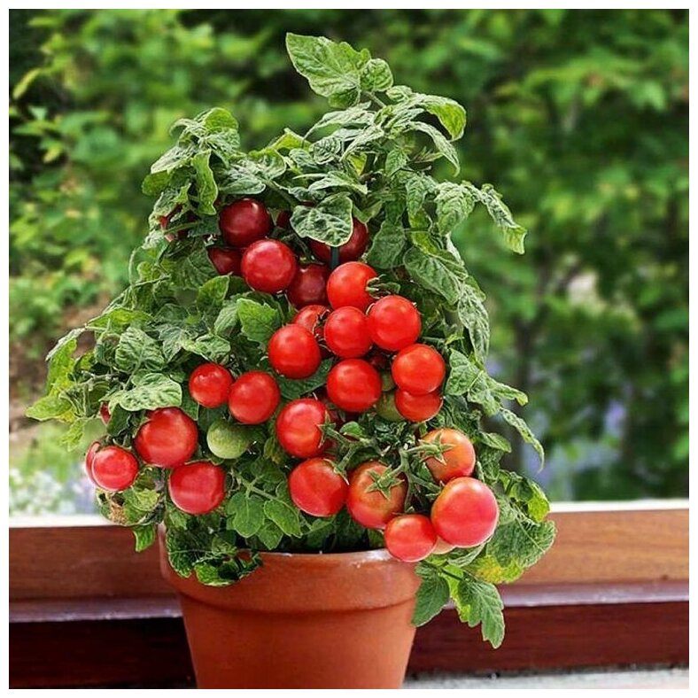 Томат Гном скороспелый низкорослый сорт подходит для выращивания на подоконнике и балконе дружно плодоносит 35 семян