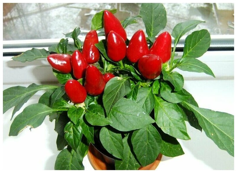 Купить семена жгучего перца для выращивания на подоконнике — купить понизкой цене на Яндекс Маркете