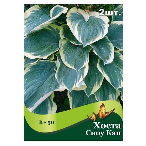 Хоста Сноу Кап /2 шт/