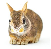 Фигурка Safari Ltd Детеныш американского кролика 262129