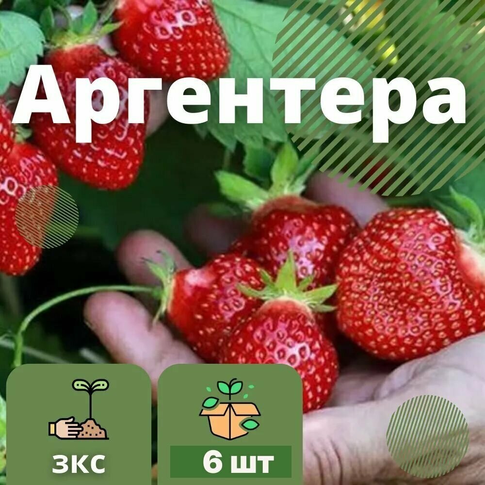 Клубника аргентера 6 штук саженцев в кассетах