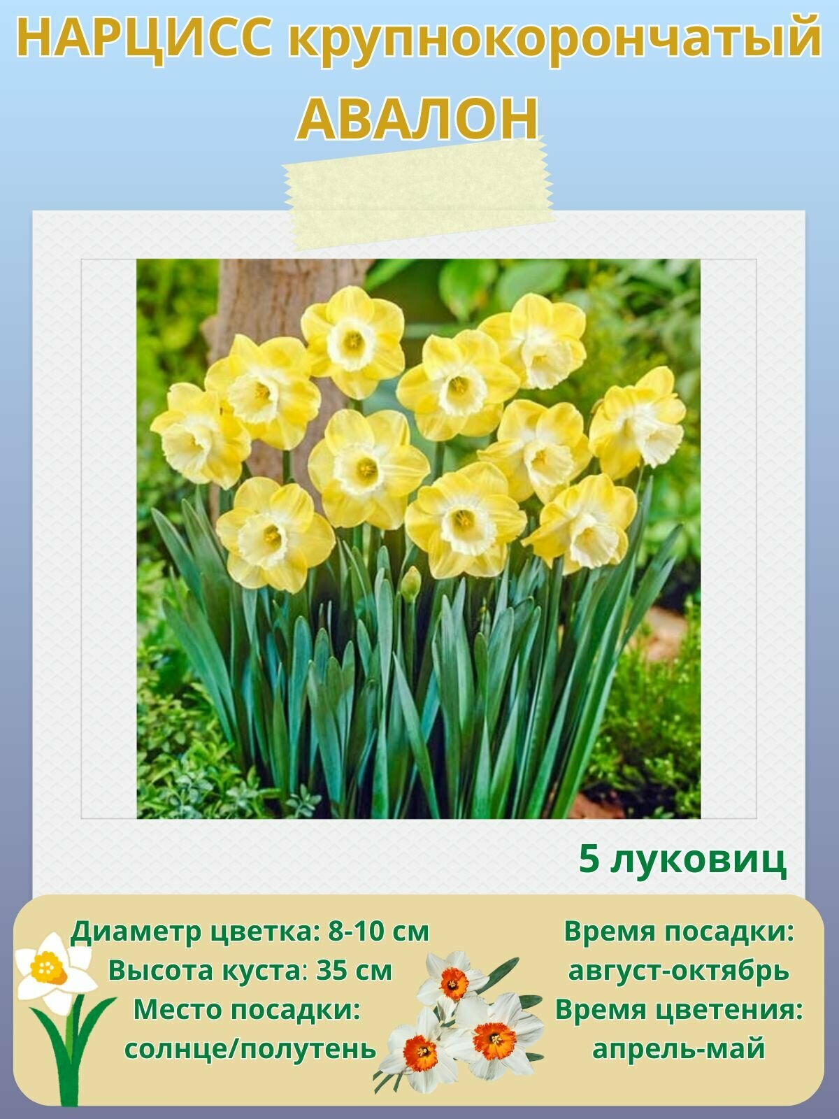 Нарцисс крупнокорончатый Авалон многолетние цветы луковицы 5 шт