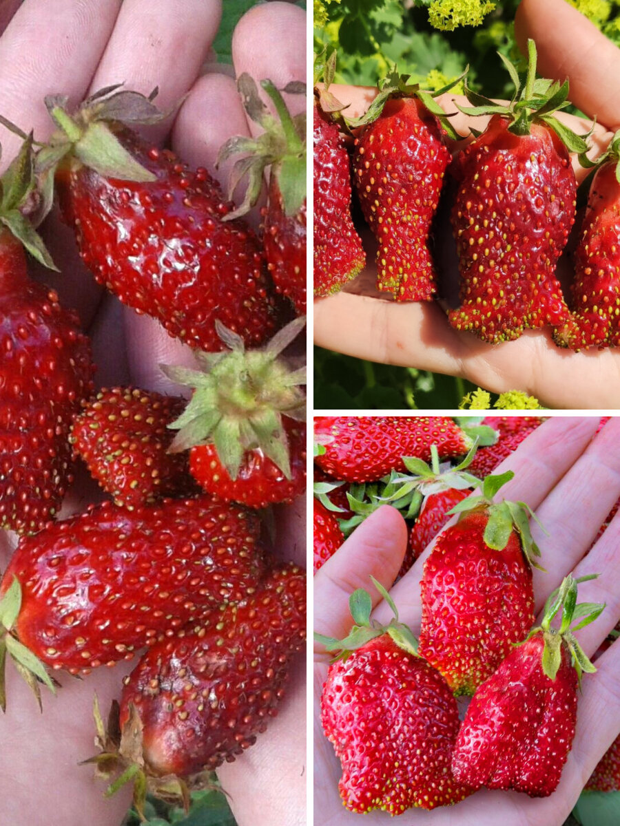 Комплект земклуники Сладкое изобилие из 3 сортов   Клубничная  Ананасная  Купчиха